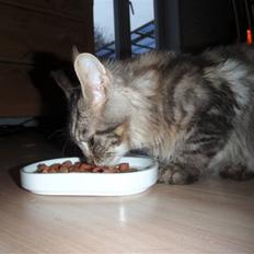 Maine Coon Mooshead Larry