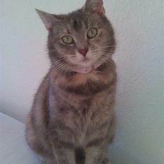 Blanding af racer Baby