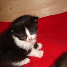 Blanding af racer Cayia