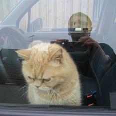 Blanding af racer R.I.P Tvebak - DØD