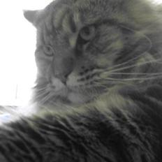 Maine Coon Raman Bhajo (Rasmus)