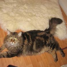 Maine Coon Raman Bhajo (Rasmus)