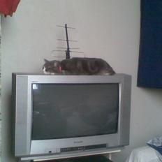 Blanding af racer sille (sillemis)(flyttet)