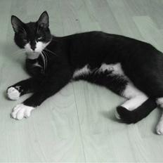 Blanding af racer Mathilde