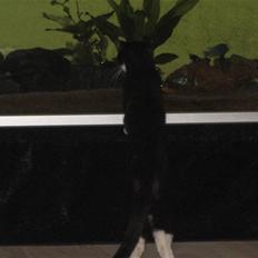 Blanding af racer Mathilde