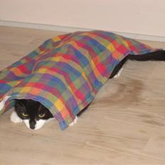 Blanding af racer Mathilde