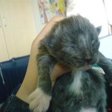 Norsk Skovkat Rytterparkens Blue Boy