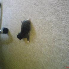 Norsk Skovkat Rytterparkens Blue Boy