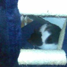 Blanding af racer Gipsy