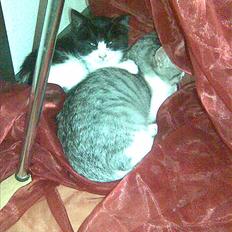 Blanding af racer Gipsy