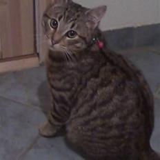 Huskat Kitty <3 DØD :'/