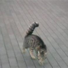 Huskat Kitty <3 DØD :'/