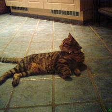 Huskat Kitty <3 DØD :'/