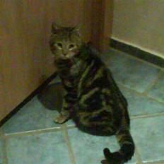 Blanding af racer Kittie DØD