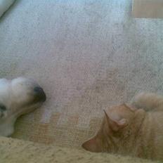 Huskat Mille  *Død 2010*