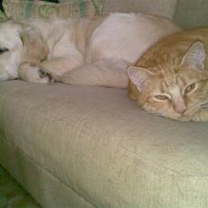 Huskat Mille  *Død 2010*