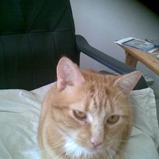 Huskat Mille  *Død 2010*