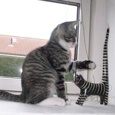 Blanding af racer Benjamin