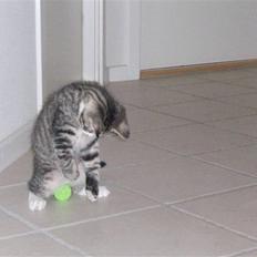 Blanding af racer Benjamin