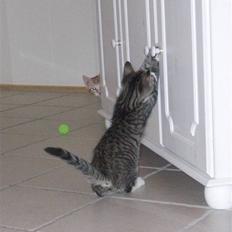 Blanding af racer Benjamin