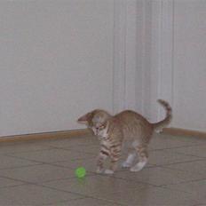 Blanding af racer Oliver