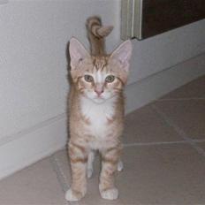 Blanding af racer Oliver