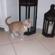 Blanding af racer Oliver