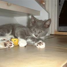 Huskat Sille *R.I.P*