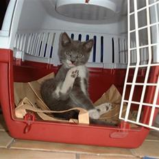 Huskat Sille *R.I.P*