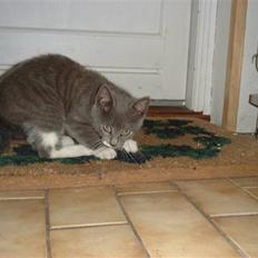 Huskat Sille *R.I.P*