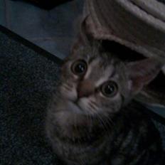 Blanding af racer Mus  "Bortløbend / Død"