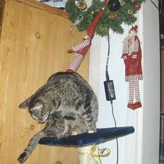 Huskat Gizmo † R.I.P †