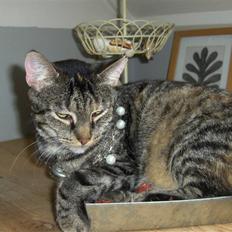 Huskat Gizmo † R.I.P †