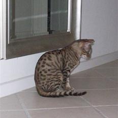 Bengal Charlie- DØD