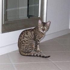 Bengal Charlie- DØD