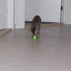 Bengal Charlie- DØD