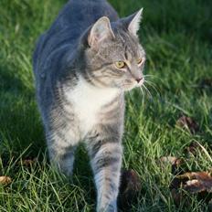 Blanding af racer Lala <3