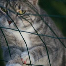 Blanding af racer Lala <3