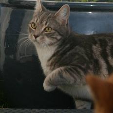 Blanding af racer Lala <3