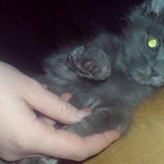 Blanding af racer Sofie