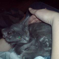 Blanding af racer Sofie