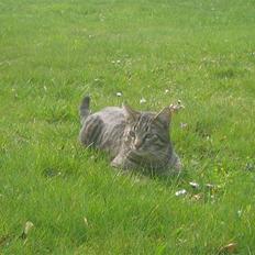 Bengal blanding Tiger Polo