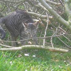 Bengal blanding Tiger Polo