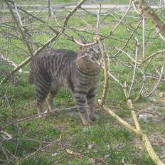 Bengal blanding Tiger Polo