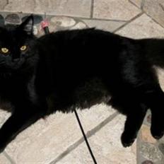 Blanding af racer Miss Black Magic