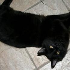 Blanding af racer Miss Black Magic