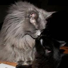 Blanding af racer Miss Black Magic