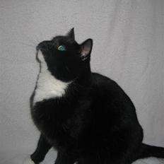 Blanding af racer Olivia