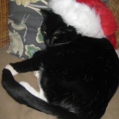 Blanding af racer Olivia