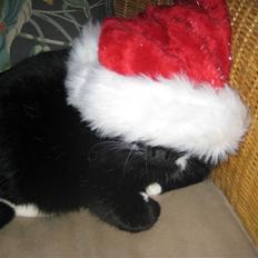 Blanding af racer Olivia